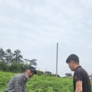 대한두릅법인