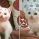 행복반점 이미지