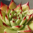 티엠(TM) 이미지