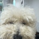 츄블리 펫 살롱 이미지