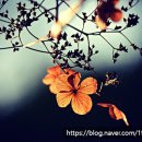 나의 이야기 나의 수필 이미지