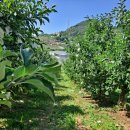 황산농기계 | 자가 제조한 4-12석회보르도액을 살포하다