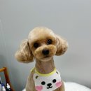 마을애견 이미지