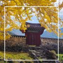 나무여행 | 가을 감성 만끽 1박2일 밀양 은행나무숲 테마 여행 후기