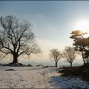 사랑나무 이미지