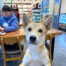 더 샵 동물메디컬센터 네이버블로그