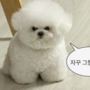 강아지미장원 이미지