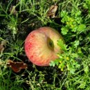 복연농장 | 사노라면 영천 일쟁이 복연 할매와 미운 우리 영감 농장 정보 및 주문하기