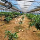 서홍농장 이미지