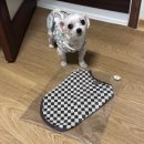 반려동물의류제작(중급) | 겨울용 산책고리 반려동물옷 입고 애카 다녀온 후기