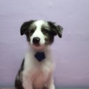 웃개살롱 이미지