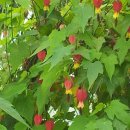 털보회관 이미지