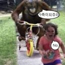 원숭이초밥