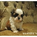 이리오개 이미지