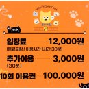 냥이의꿈 | [공지] 안산 고양이카페 추천, 귀여운 메인쿤들 완전 개냥이 애교냥이었던 후기, 쿤이네집