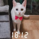 청춘애견 계룡점 이미지