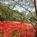 제90차 정기산행 선운산 휴등(태풍) 이미지