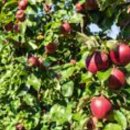 은영농장 이미지