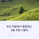 다향정 | 보성 차밭에서 힐링하는 3월 주말 나들이