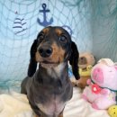 털찐친구들 이미지