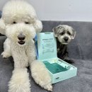 그린펫클럽 이미지