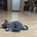 씨지홀릭 이미지