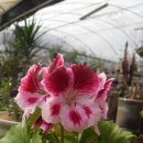 산정농원 이미지