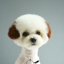 브라운 펫살롱 이미지