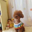 예쁘개 미용 이미지