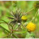 도깨비풀 이미지