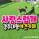 더 사랑스럽개 | 경주 대형애견카페 사랑스럽개 재방문 애견운동장 뛰뛰 후기