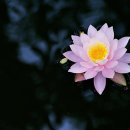 연꽃 - 춘천시 스무숲1길 36-2 | 연꽃