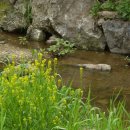 머리사랑 이미지