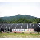 봉평메밀꽃막국수 이미지