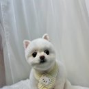 도도 그루밍 이미지