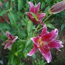 새덕산목장 이미지