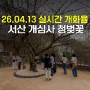창건목장 | 서산 개심사 벚꽃 겹벚꽃 청벚꽃 왕벚꽃 실시간 방문