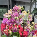 가람농원 | 대전 천동꽃집 가람꽃농원 신선한 생화와 포인세티아로 가득한 감성 꽃가게