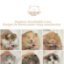 선셋 햄스터리 이미지