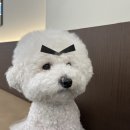 르브쑝 네이버블로그