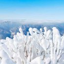 (산행지 변경) 서부산악회 제441차 태백산 눈꽃 산행(2026.02.01) 이미지