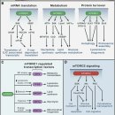 Re: mTOR Signaling in Growth, Metabolism, and Disease .. 2018 Cell 이미지