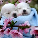 아기강아지 이미지