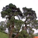 향나무로 이미지