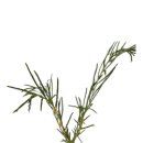 다시내보 이미지