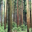 [숲이희망이다](60) 숲 관리정책의 과거·현재·미래 이미지