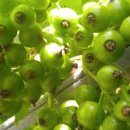 횡계고려의원 이미지