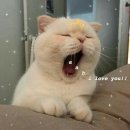 랑이오빠 Daum카페