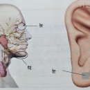 귀 건강학(이혈테라피) 네이버블로그