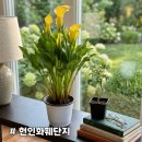 행복을심는꽃집 | [헌인화훼단지] 집에서 봄과 여름을 느낄 수 있는 화분 구매하기 좋은 곳